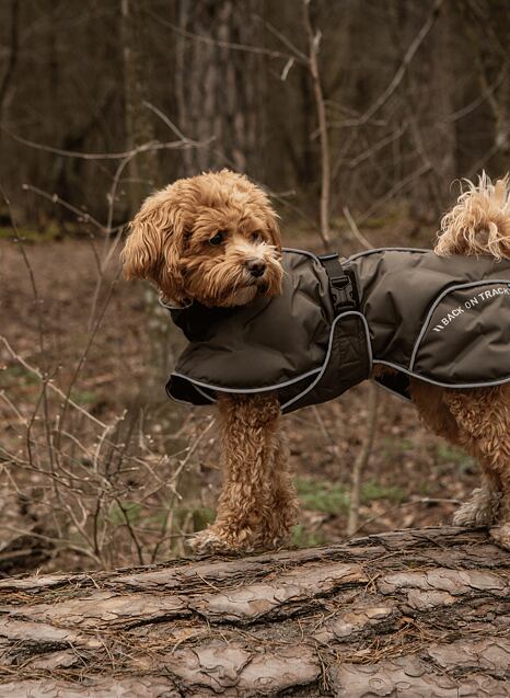 Back on Track pro psy