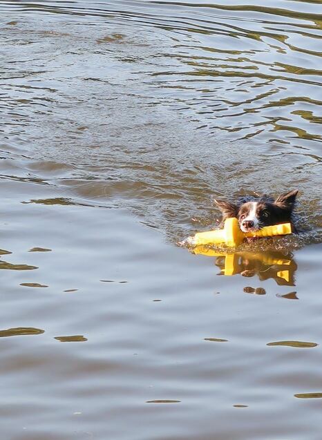 Maják Trixie Mot-Aqua a další plovací hračky pro psy
