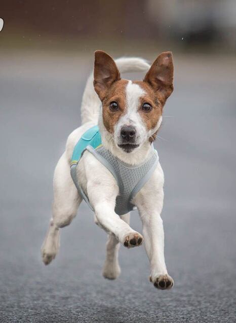 Ruffwear - naše zkušenosti s produkty