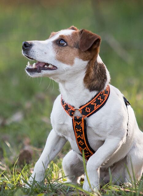 Fotogalerie MushGO: JRT a PRT – Jack a Parson Russell teriéři v produktech