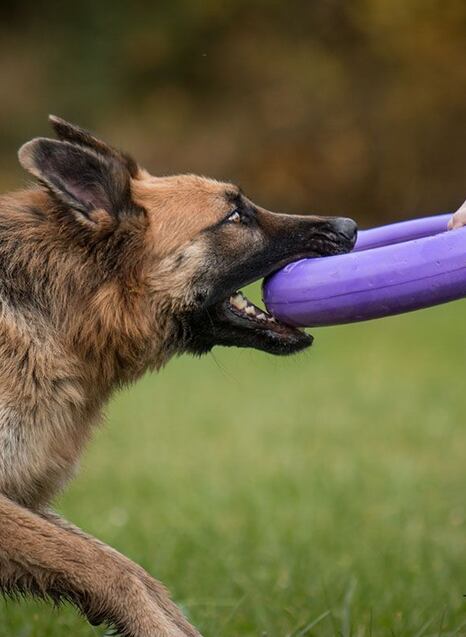 Ulov si svůj Puller, Liker a PitchDog