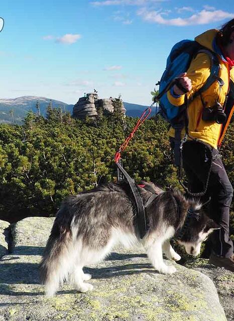 Výběr vodítka s amortizérem do tahu - dogtrekking a výlety s jedním psem