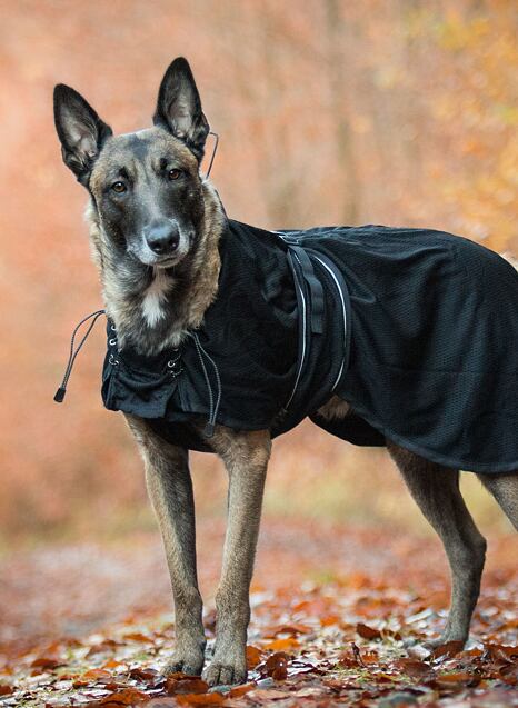 Fotogalerie MushGO: BOM – Belgický ovčák malinois v produktech