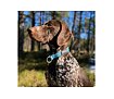 V.I.P Dogwear - Obojek polostahovací