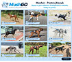 Ukázka jak sedí Musher - Postroj Koyuk na vybraných psech